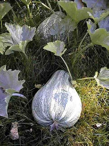 Cucurbita argyrosperma